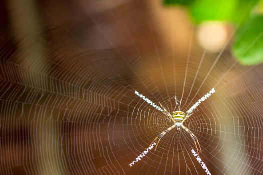 Saint andrews cross spider on spider web and morning sunlight.