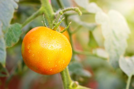 Big Tomato and drops of water in organic farms with morning sunlight.