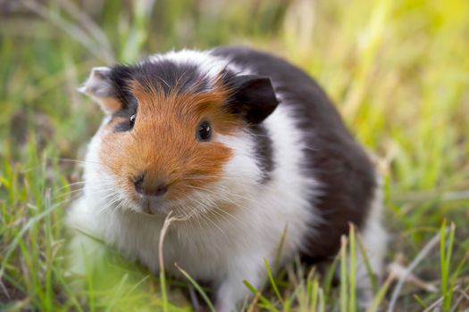 Beautiful guinea pig is gnawing grass in the pasture and morning sunlight.