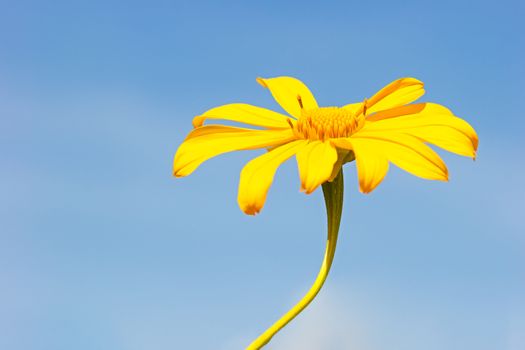 Closeup single yellow Tree Marigold or Maxican Sunflower in the blue background of the sky.