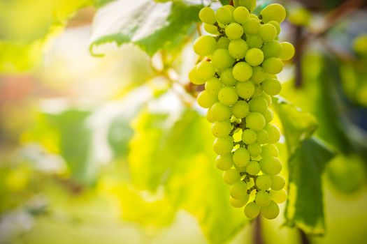 Closeup bunch of green grapes on the farm and morning sunlight.