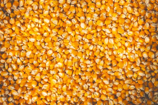 Texture of many corn seeds are dried in the sun. Suitable for background articles on agriculture.