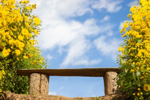 Bench among yellow chrysanthemum field with the white clouds and blue sky background.