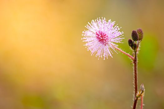 Flowers of sensitive plant among the grasslands and morning sunlight.