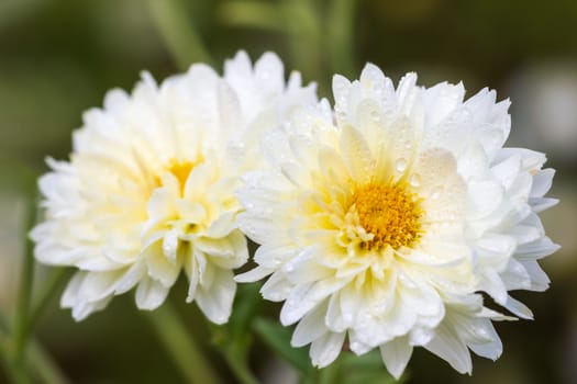 Closeup white chrysanthemum flowers with yellow pollen and morning sunlight in organic garden.