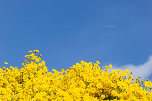 Yellow chrysanthemum field in the white clouds and blue sky background.