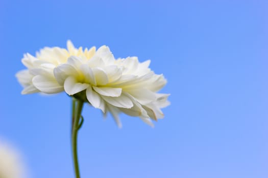 Closeup single white chrysanthemum flower in the blue background of the sky.