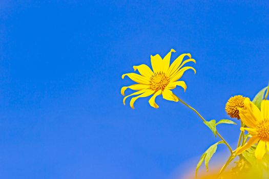 Closeup single yellow Tree Marigold or Maxican Sunflower in the blue background of the sky.