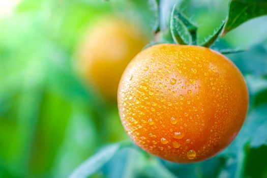 Big Tomato and drops of water in organic farms with morning sunlight.