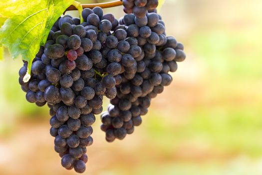 Bunch of grapes and drops of water on the tree in organic farm with morning sunlight.