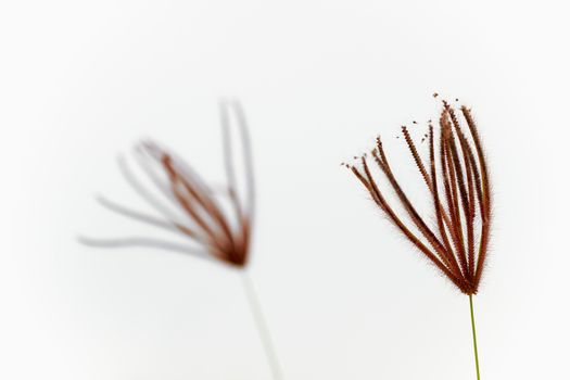 Closeup swollen finger grass in white sky background. Concept of solitude or loneliness.