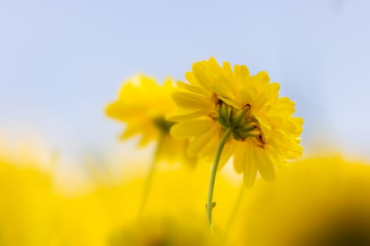 Closeup smooth yellow chrysanthemum in the blue sky background and sunlight.