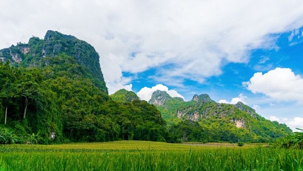 Rice fields amidst limestone mountains with white cloud and blue sky. Concepts of agricultural.