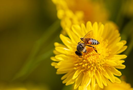 Closeup Bees suck the pollen in yellow chrysanthemum flower and morning sunlight.