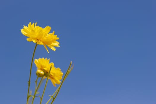 Closeup yellow chrysanthemum in the blue sky background and sunlight.