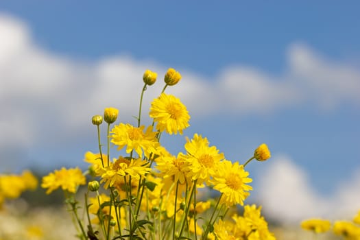 Yellow chrysanthemum field in the white clouds and blue sky background.