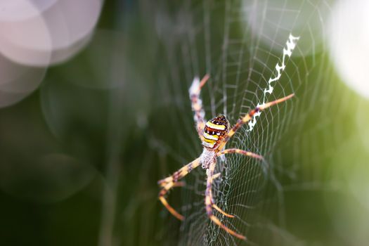 Saint andrews cross spider on spider web and morning sunlight.