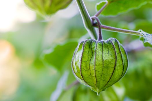 Closeup Cape Gooseberry on the tree in organic farms and morning sunlight.