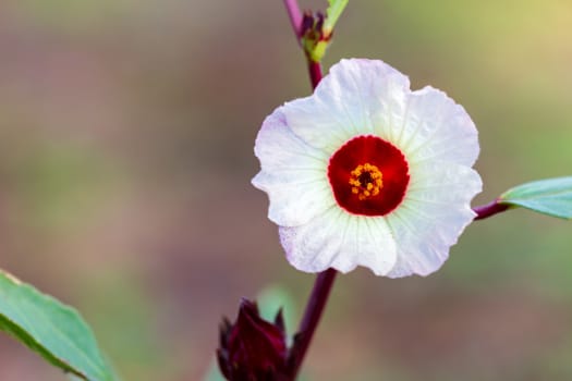 Closeup Roselle flower and leaves on the tree with morning sunlight.