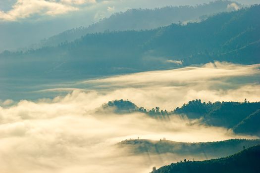 The fog floats on the top of a tree in the forest on mountain.