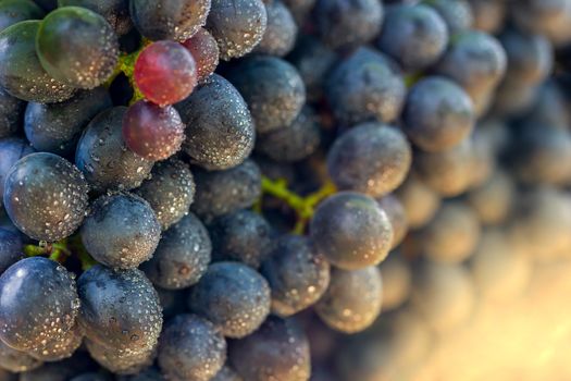 Closeup bunch of grapes and drops of water in organic farm with morning sunlight.