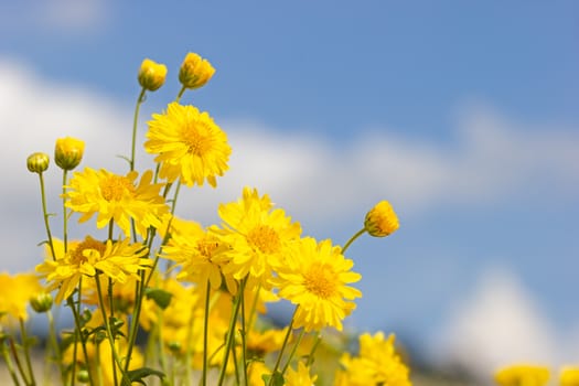 Yellow chrysanthemum field in the white clouds and blue sky background.