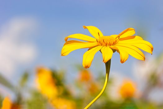 Closeup single yellow Tree Marigold or Maxican Sunflower in the blue background of the sky.