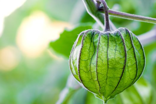 Closeup Cape Gooseberry on the tree in organic farms and morning sunlight.
