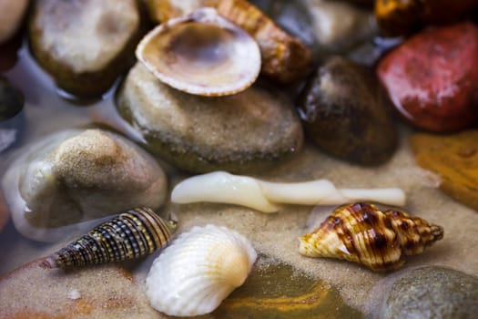 Shells on pebbles in the sand of beach at the sea. Concepts of aquatic animal conservation.