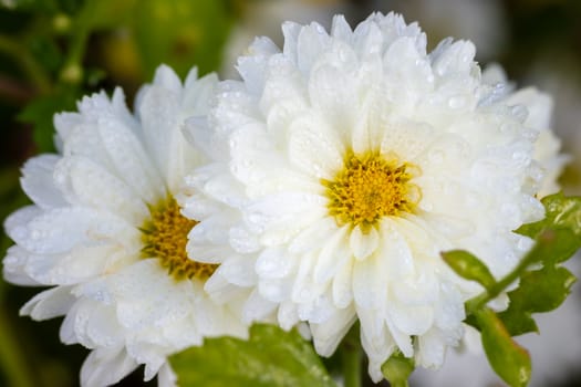 Closeup white chrysanthemum flowers with yellow pollen and morning sunlight in organic garden.