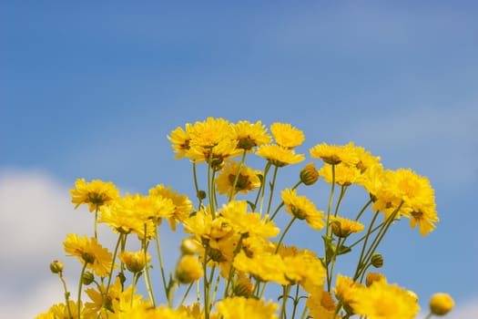 Yellow chrysanthemum field in the white clouds and blue sky background.