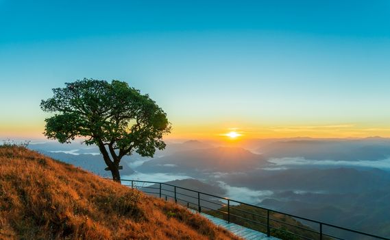 Sunrise in the mountains at the view point. Single large trees and grass fields and walkways made of steel.