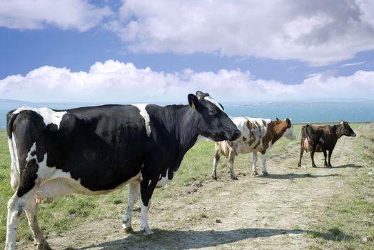 mixed cows on the county kerry coast of ireland