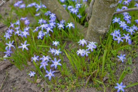 White and Purple Scilla Flowers Growing Wildly in a Field near the tree