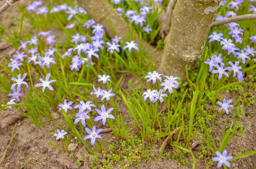 White and Purple Scilla Flowers Growing Wildly in a Field near the tree
