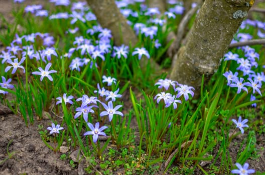 White and Purple Scilla Flowers Growing Wildly in a Field near the tree