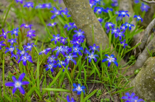 White and Purple Scilla Flowers Growing Wildly in a Field near the tree