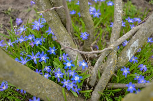 White and Purple Scilla Flowers Growing Wildly in a Field near the tree