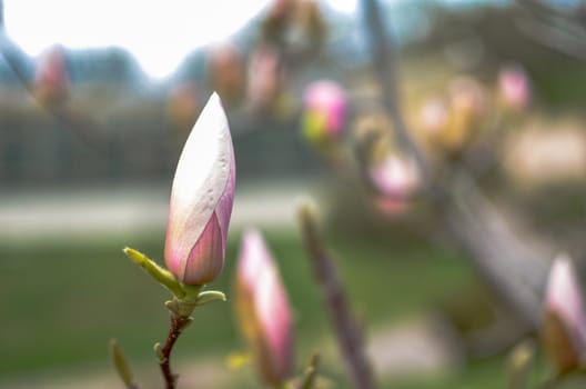 Blossoming magnolia bud in the park in spring closeup