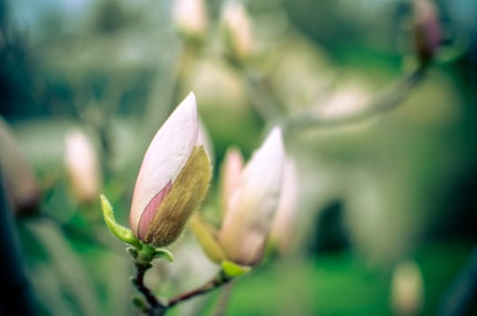 Blossoming magnolia bud in the park in spring closeup