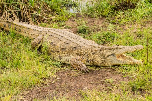 Crocodile mouth open in Nairobi park Kenya Kenya Africa