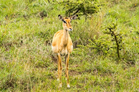 female bush guib in the savannah of Nairobi Park in central Kenya