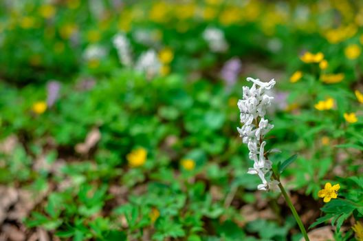 The first colorful spring flowers field in wood