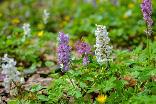 The first colorful spring flowers field in wood