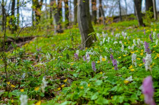 The first colorful spring flowers field in wood