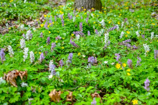 The first colorful spring flowers field in wood