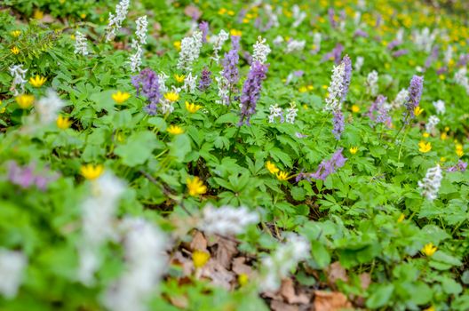 The first colorful spring flowers field in wood