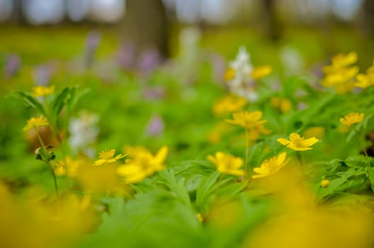 Group of growing blooming Anemone Ranunculoides or yellow wood anemone flowers in early spring forest