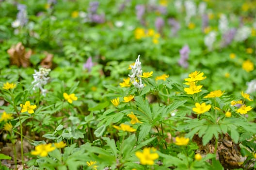 Group of growing blooming Anemone Ranunculoides or yellow wood anemone flowers in early spring forest