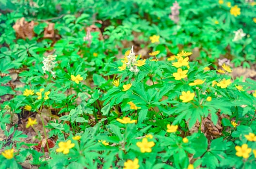 Group of growing blooming Anemone Ranunculoides or yellow wood anemone flowers in early spring forest